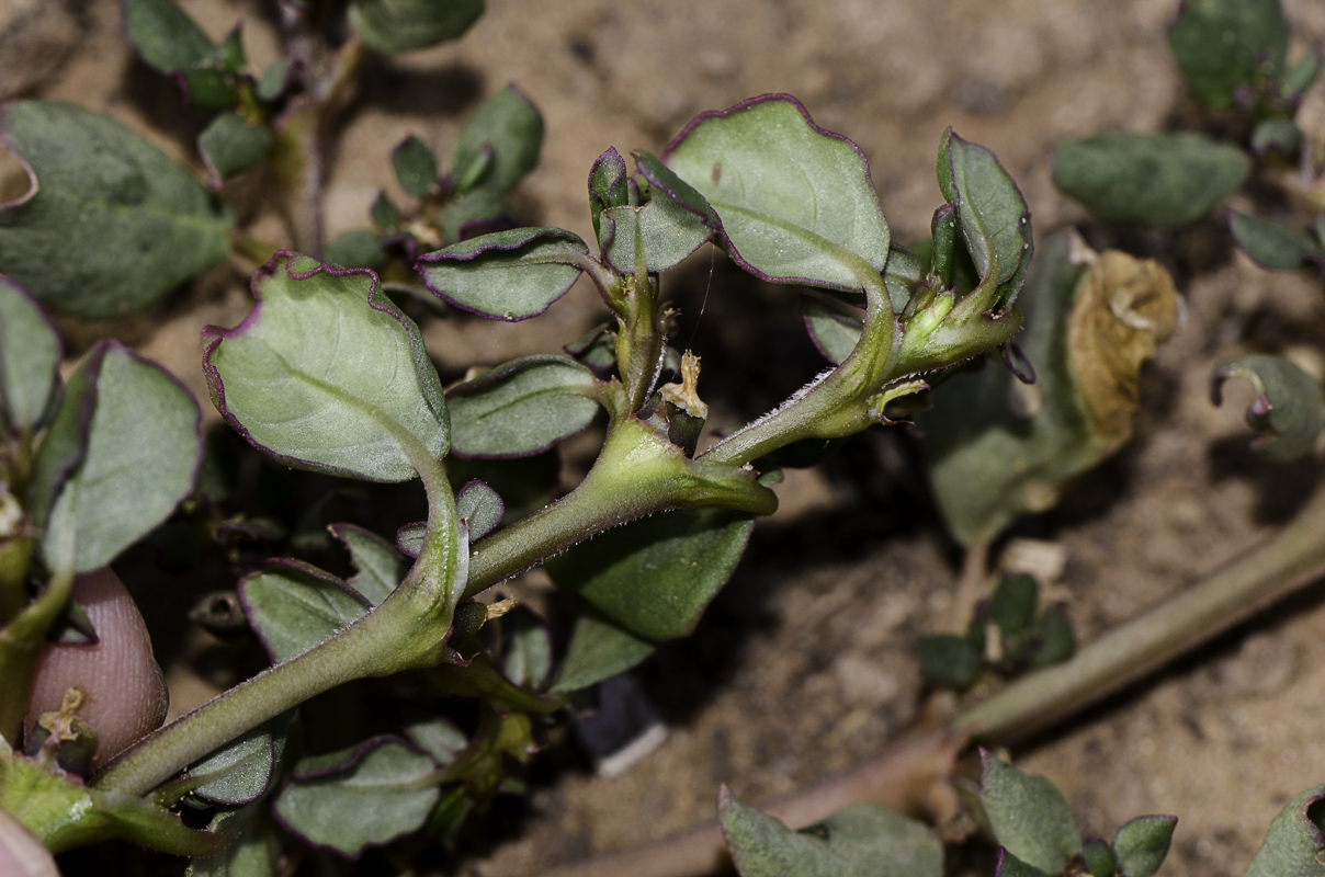 Изображение особи Trianthema portulacastrum.