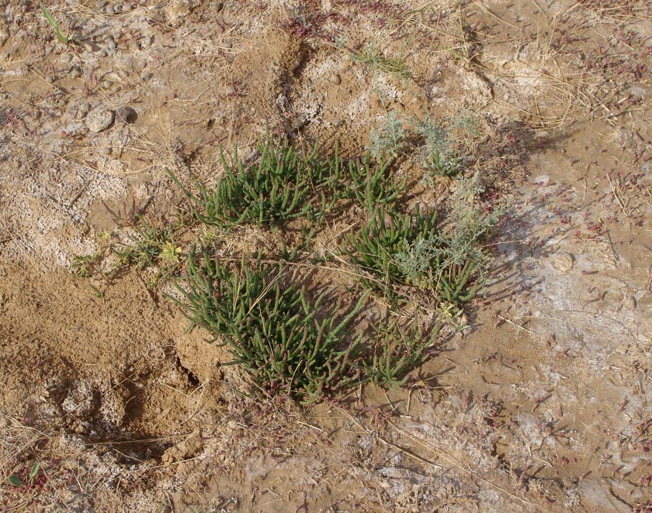 Image of Salicornia perennans specimen.