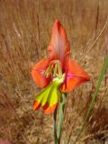 Gladiolus alatus