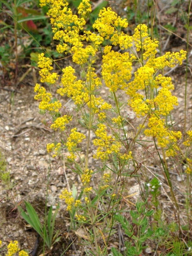 Image of Galium verum specimen.