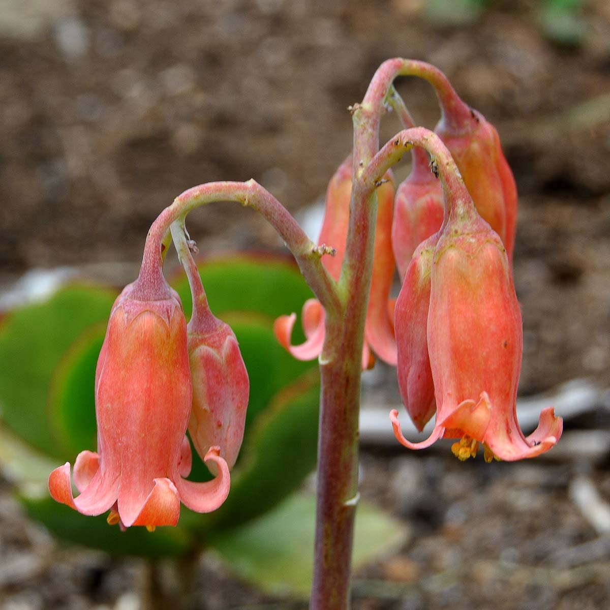 Image of Cotyledon orbiculata specimen.