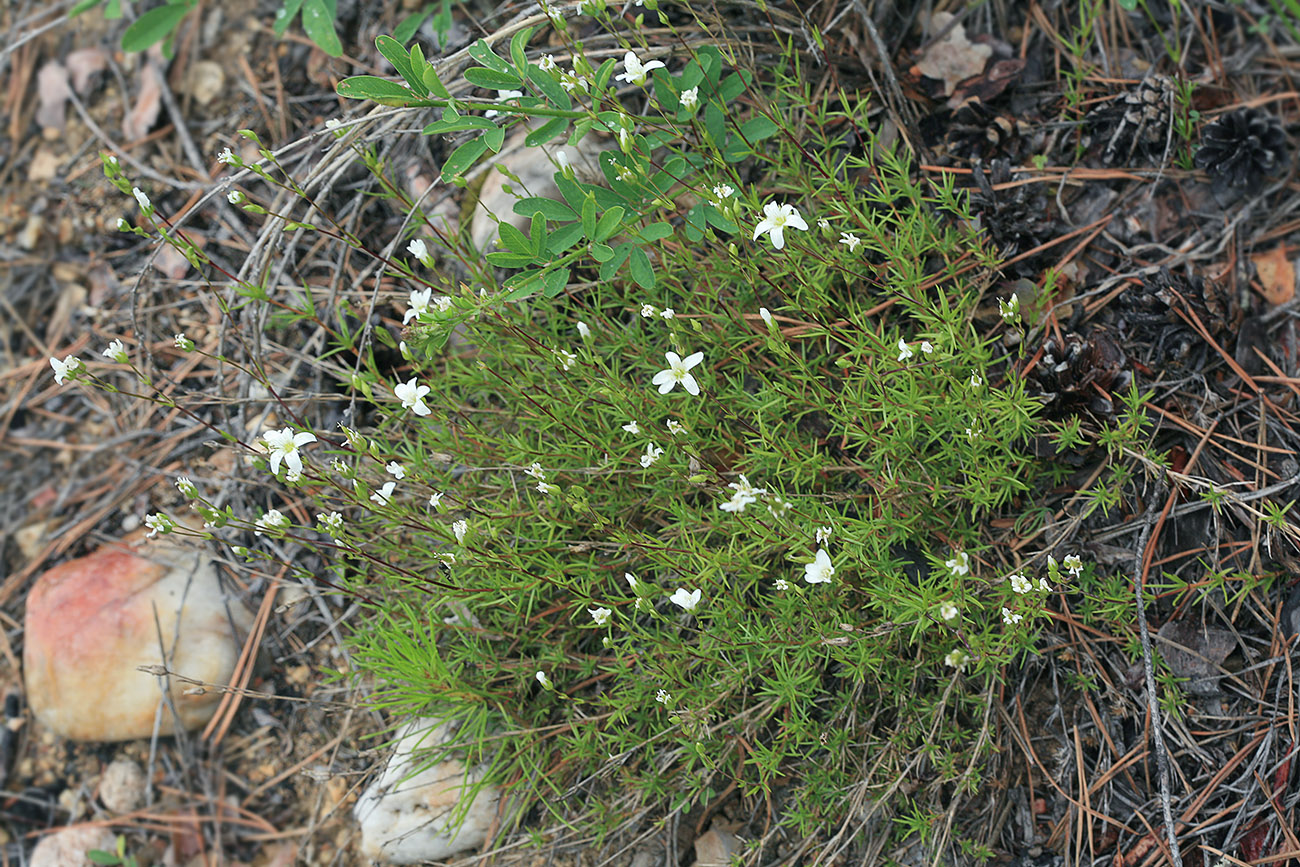 Image of Minuartia laricina specimen.