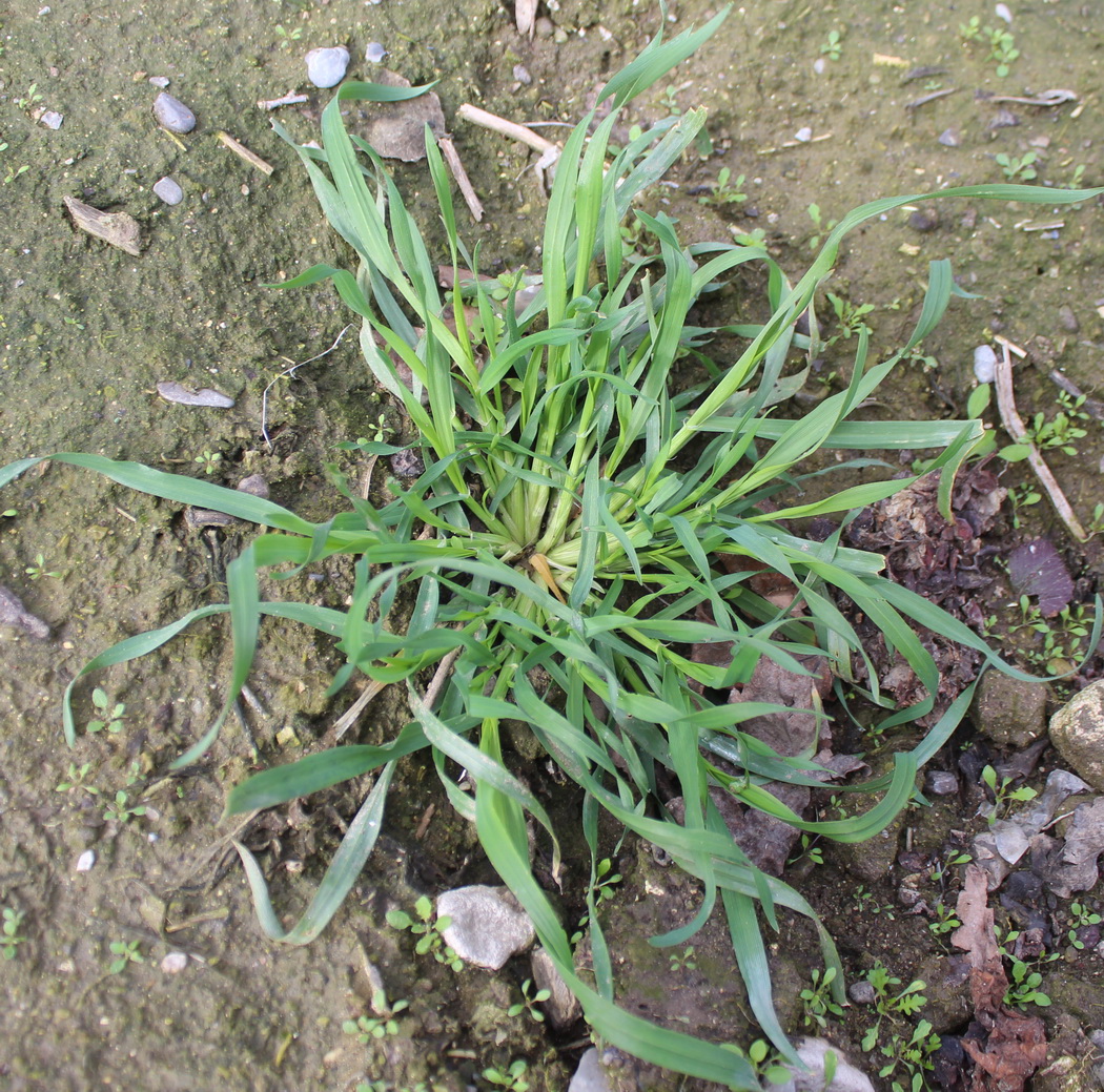 Image of Hordeum leporinum specimen.