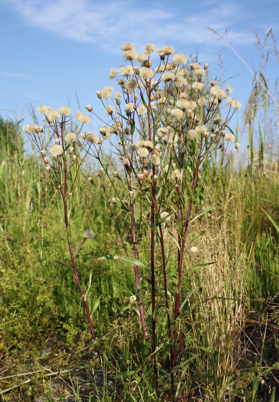 Изображение особи Erigeron uralensis.