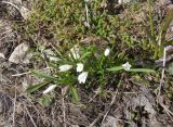 Chionodoxa luciliae f. alba