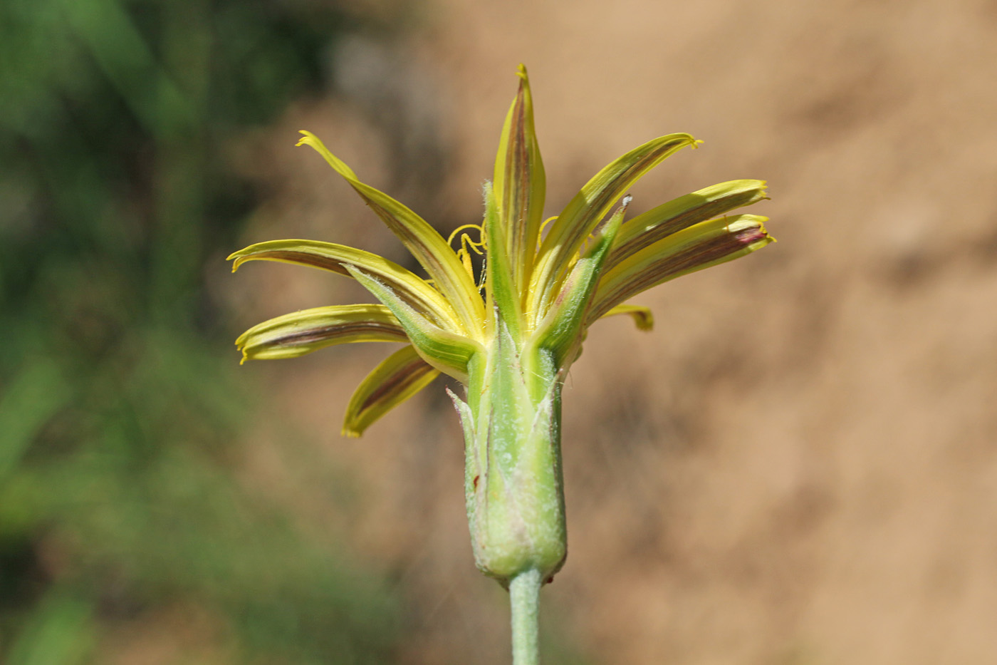 Image of Scorzonera inconspicua specimen.