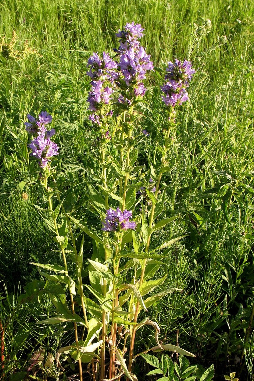 Image of Campanula glomerata specimen.