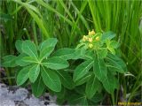 Смотреть изображение Euphorbia angulata