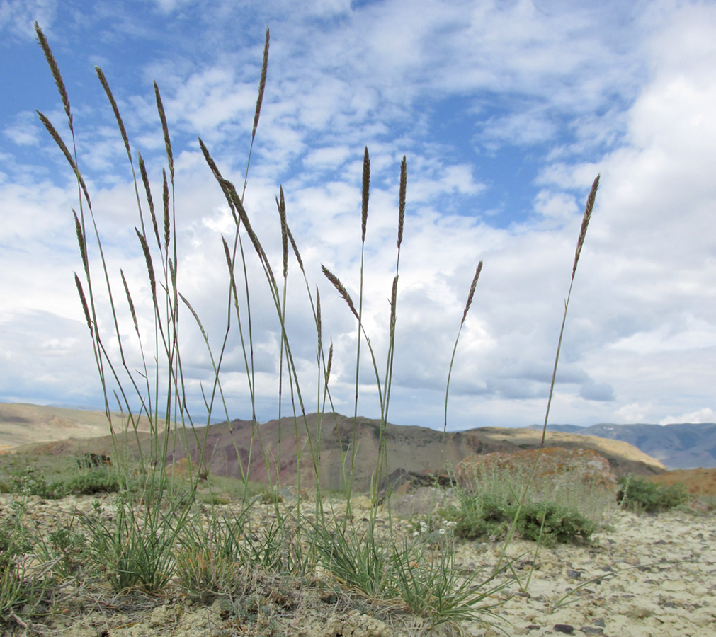 Image of Psathyrostachys juncea specimen.