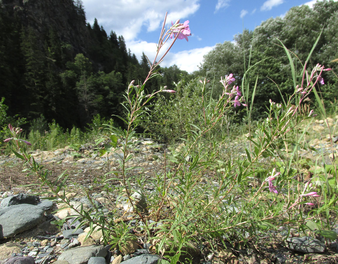 Image of Chamaenerion colchicum specimen.