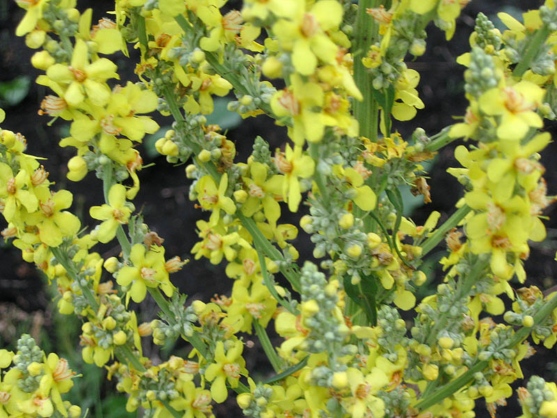 Изображение особи Verbascum lychnitis.