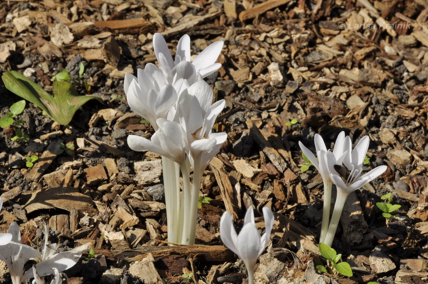 Изображение особи род Colchicum.