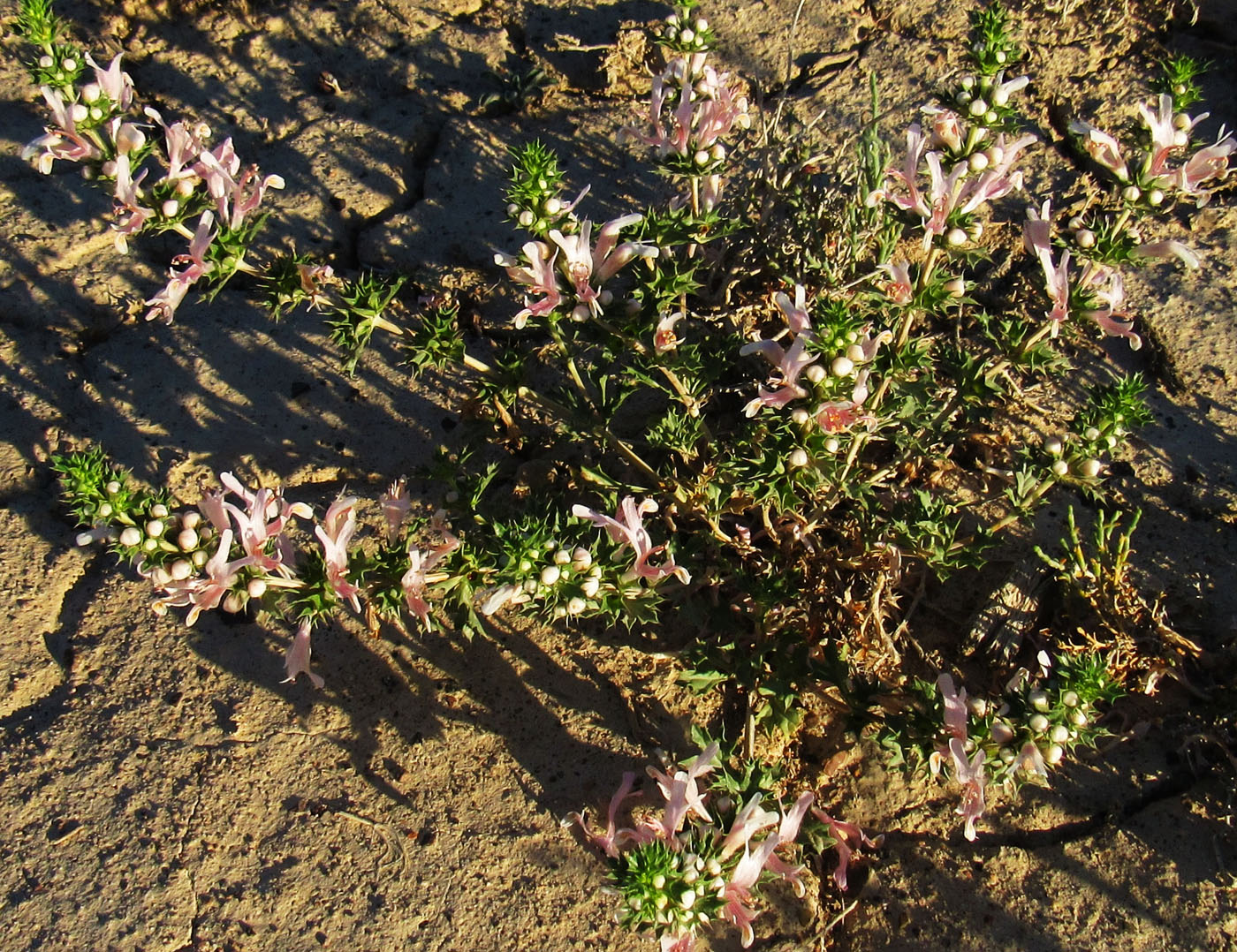 Image of Lagochilus acutilobus specimen.