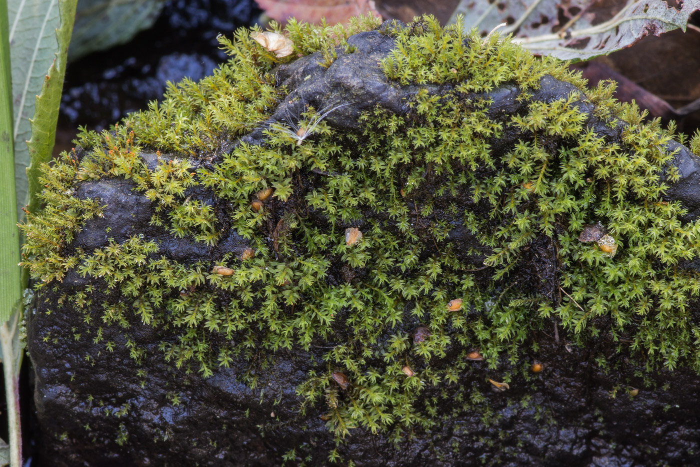 Image of class Bryopsida specimen.