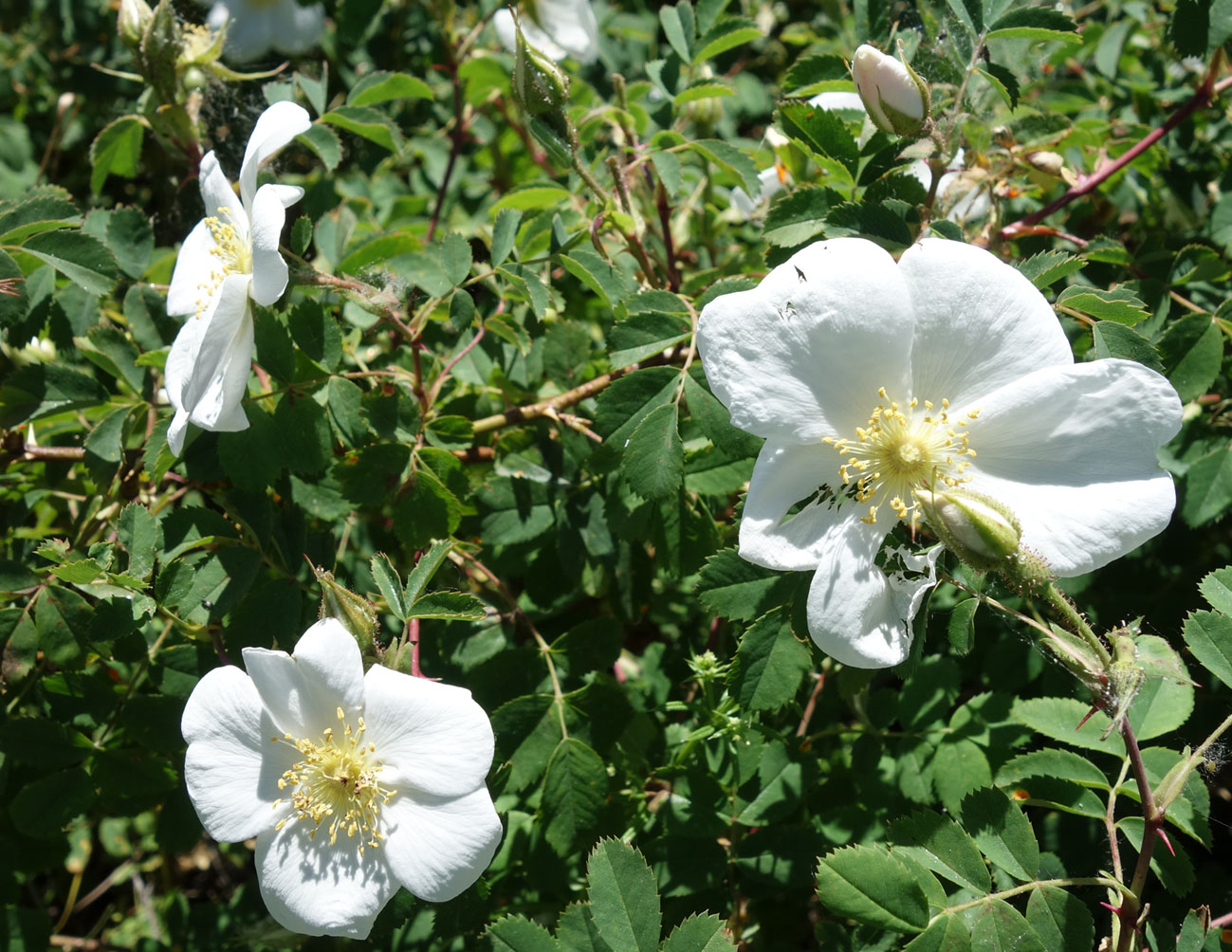 Image of Rosa alberti specimen.