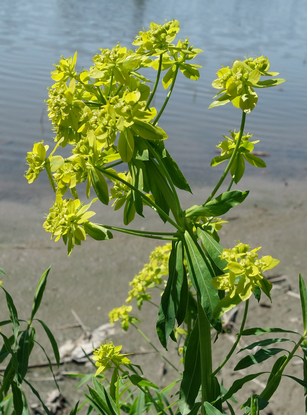 Image of Euphorbia lamprocarpa specimen.