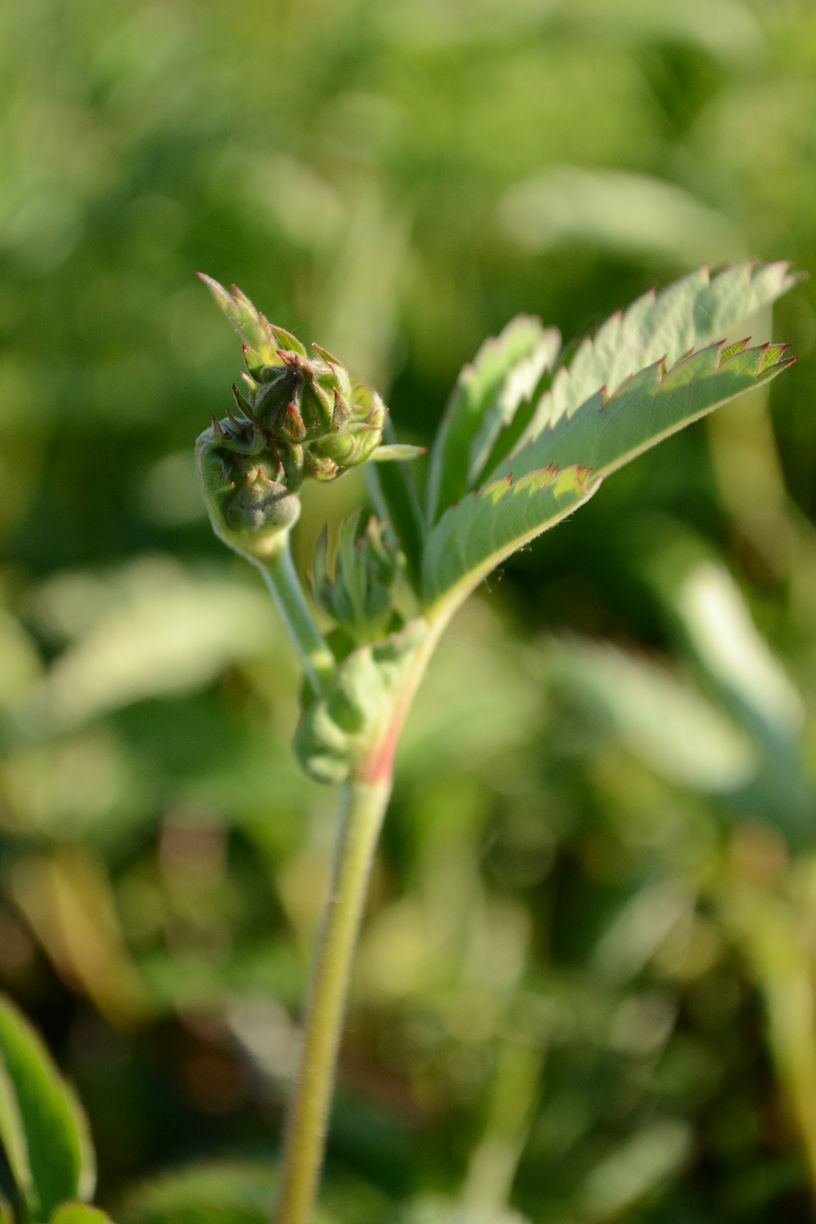 Image of Comarum palustre specimen.