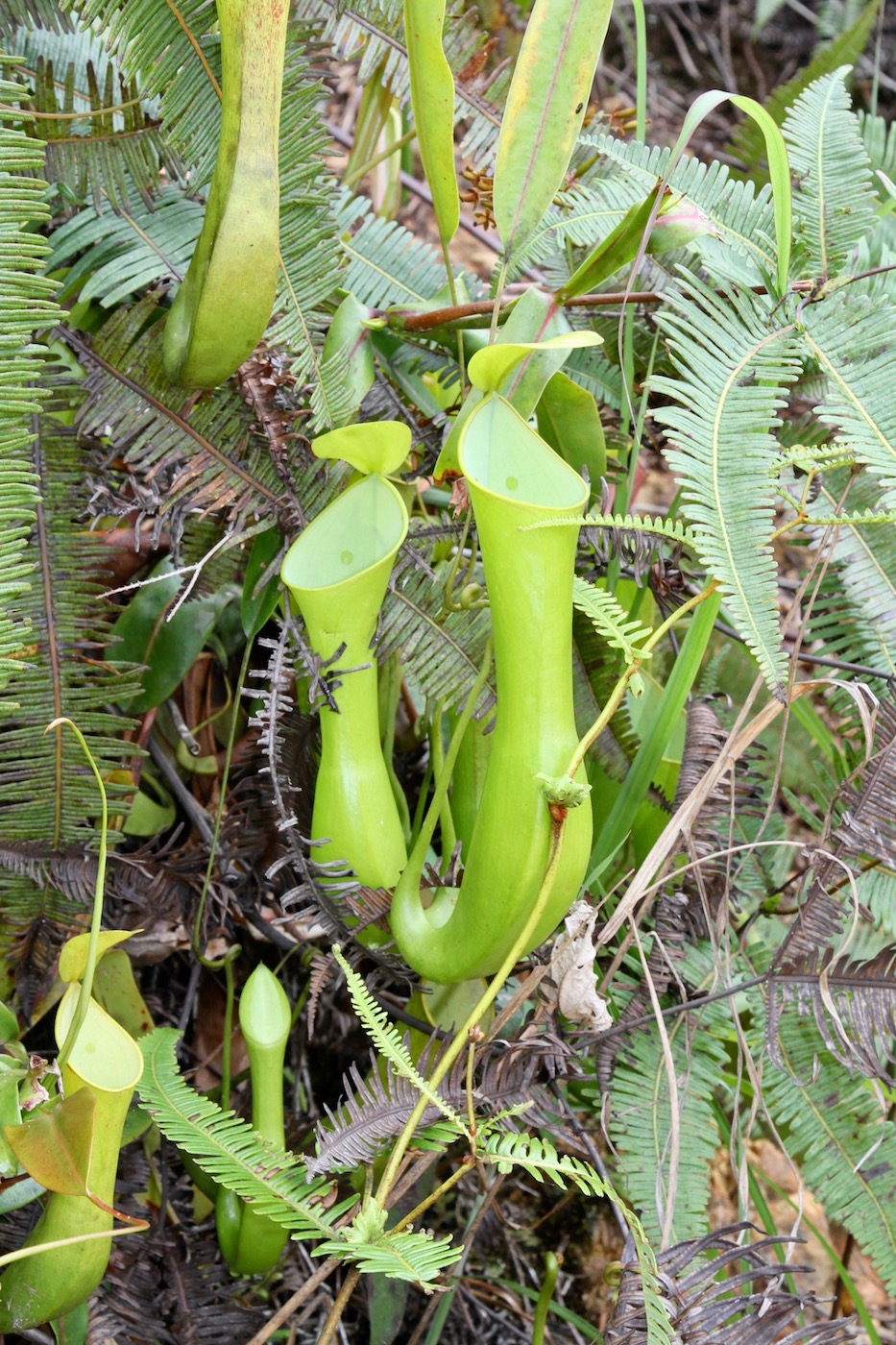 Изображение особи Nepenthes reinwardtiana.