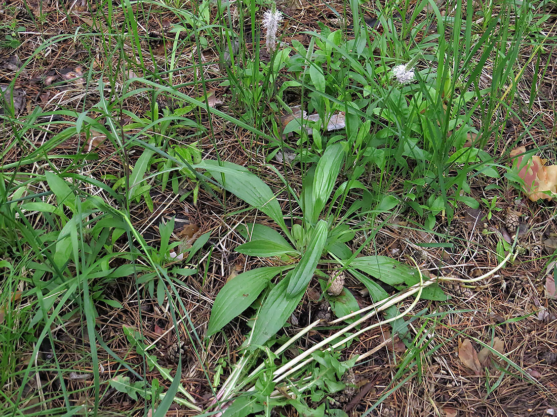 Изображение особи Plantago urvillei.