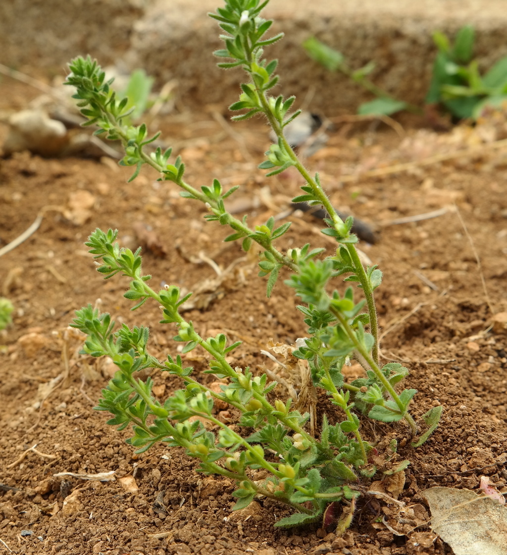 Image of Veronica verna specimen.