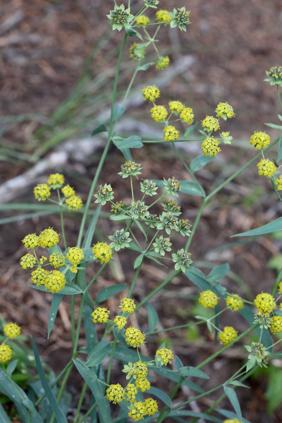 Image of Bupleurum densiflorum specimen.