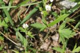 Geranium sibiricum. Цветущее растение. Республика Алтай, окр. пос. Манжерок, правый берег Катуни, край луга у реки. 27.07.2020.