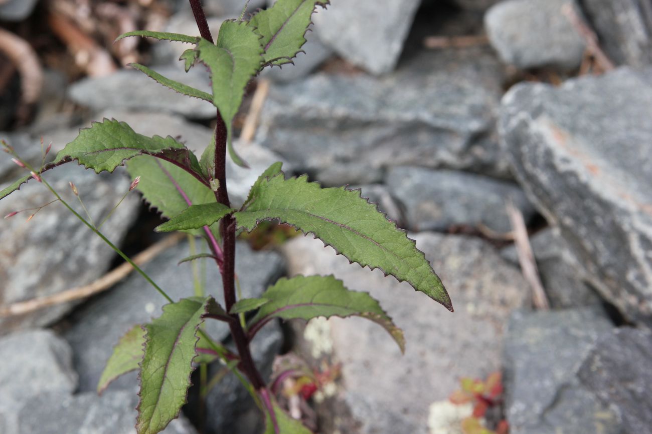 Изображение особи Senecio nemorensis.