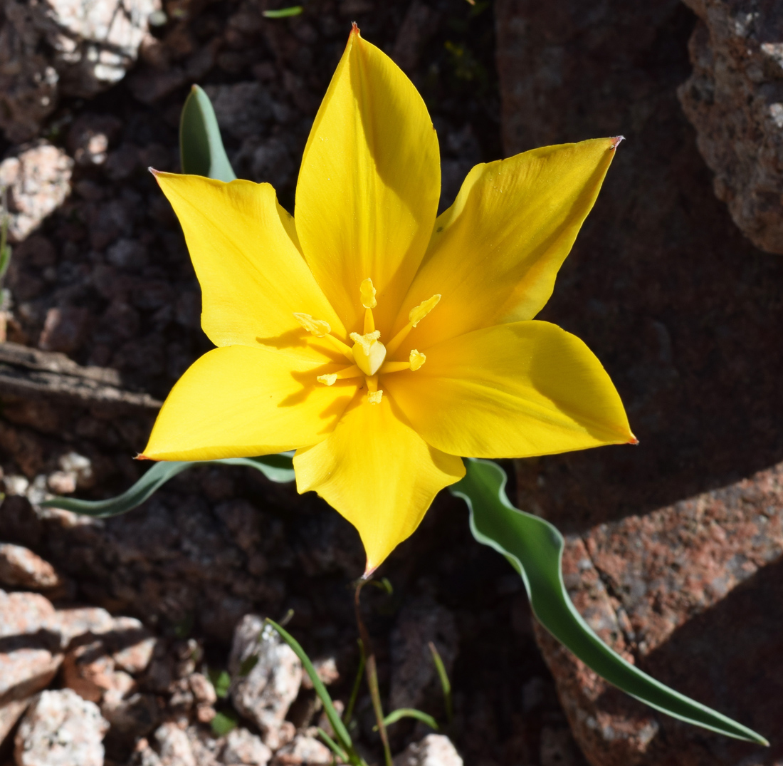 Image of Tulipa dubia specimen.