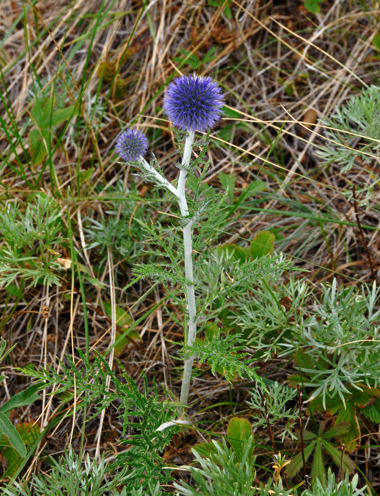 Изображение особи Echinops crispus.