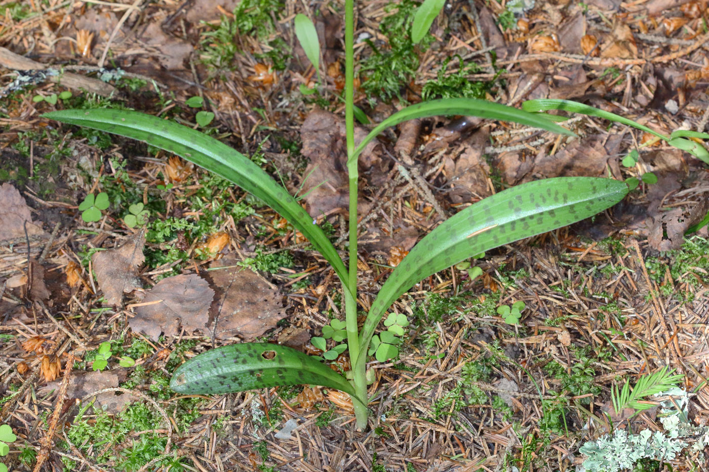 Image of Dactylorhiza fuchsii specimen.