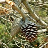 Pinus halepensis. Часть веточки с шишками. Франция, Средиземное море, Леринские о-ва, о-в Св. Маргариты (Sainte-Marguerite). Июль.