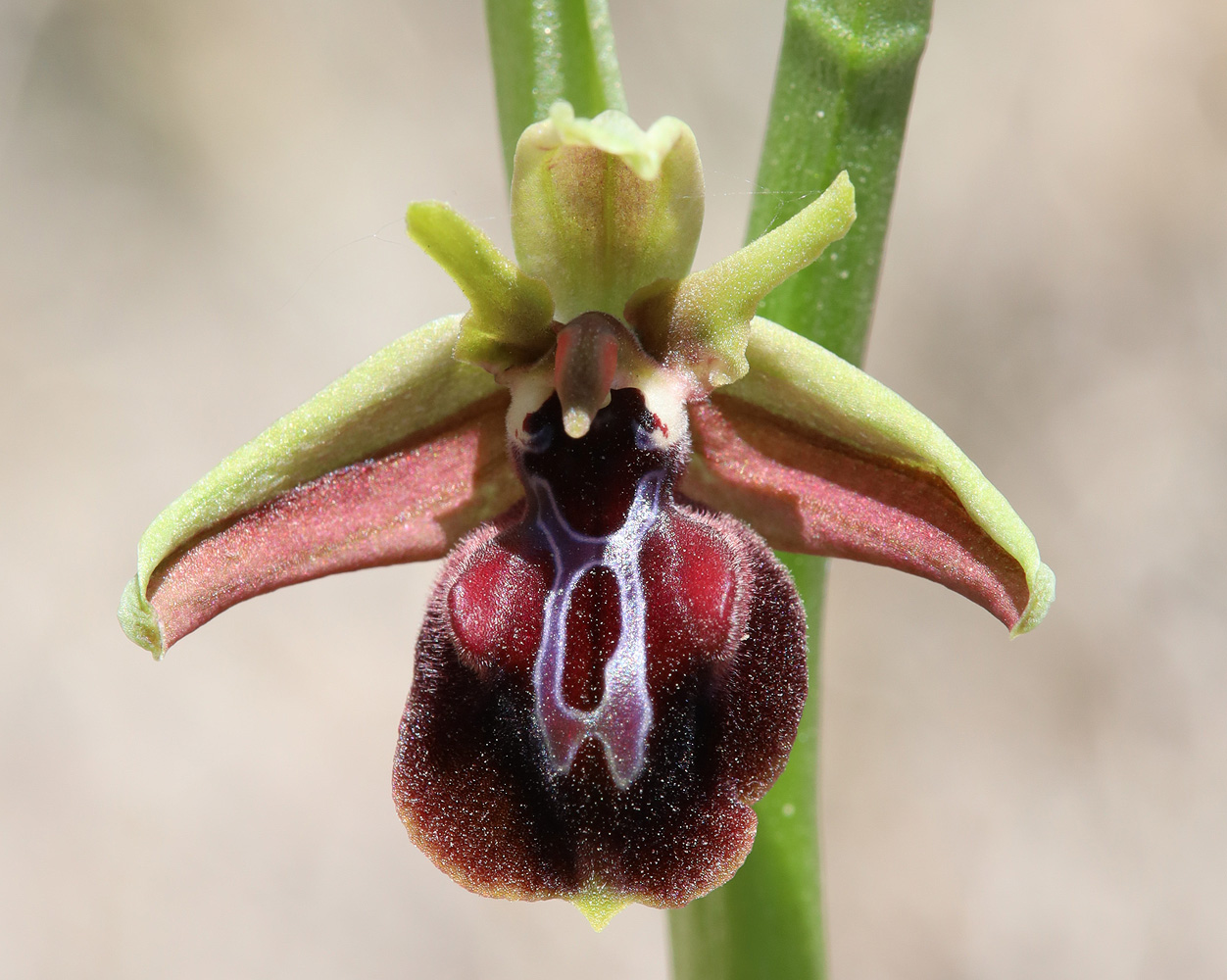 Image of Ophrys mammosa specimen.