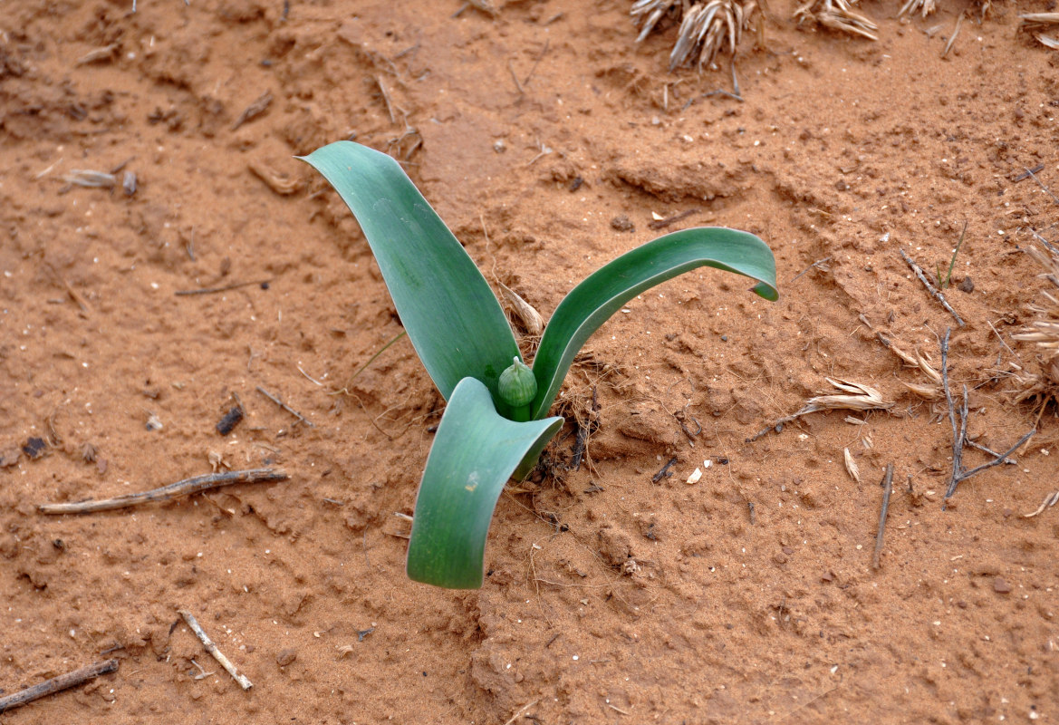 Image of Allium caspium specimen.