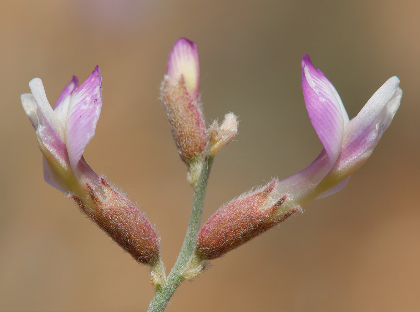 Изображение особи Astragalus hyrcanus.