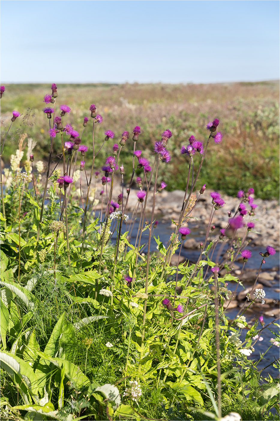 Image of Cirsium heterophyllum specimen.