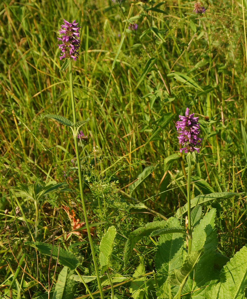 Изображение особи Betonica officinalis.