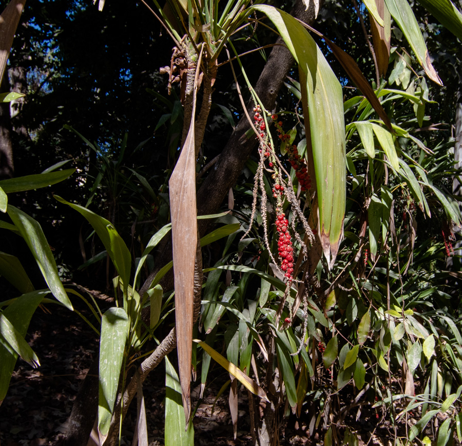 Изображение особи Cordyline petiolaris.