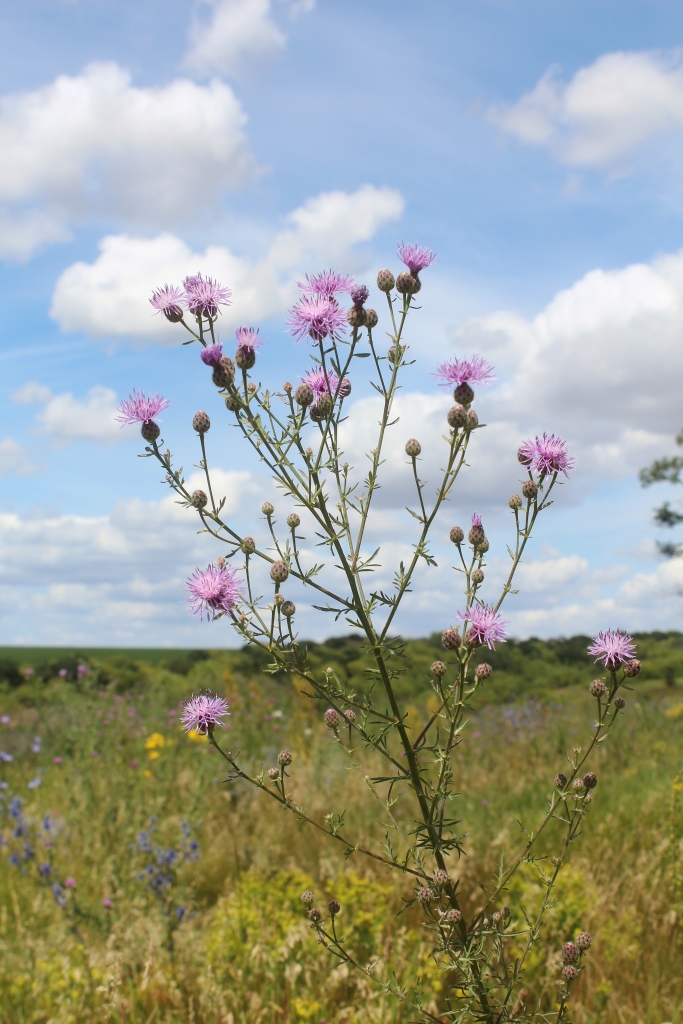 Image of Centaurea stoebe specimen.