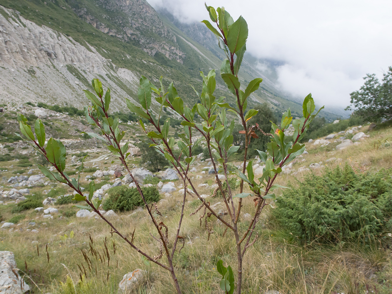 Изображение особи Salix caucasica.