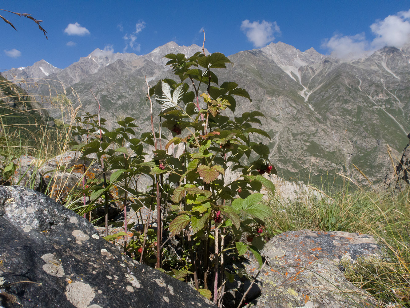 Изображение особи Rubus idaeus.