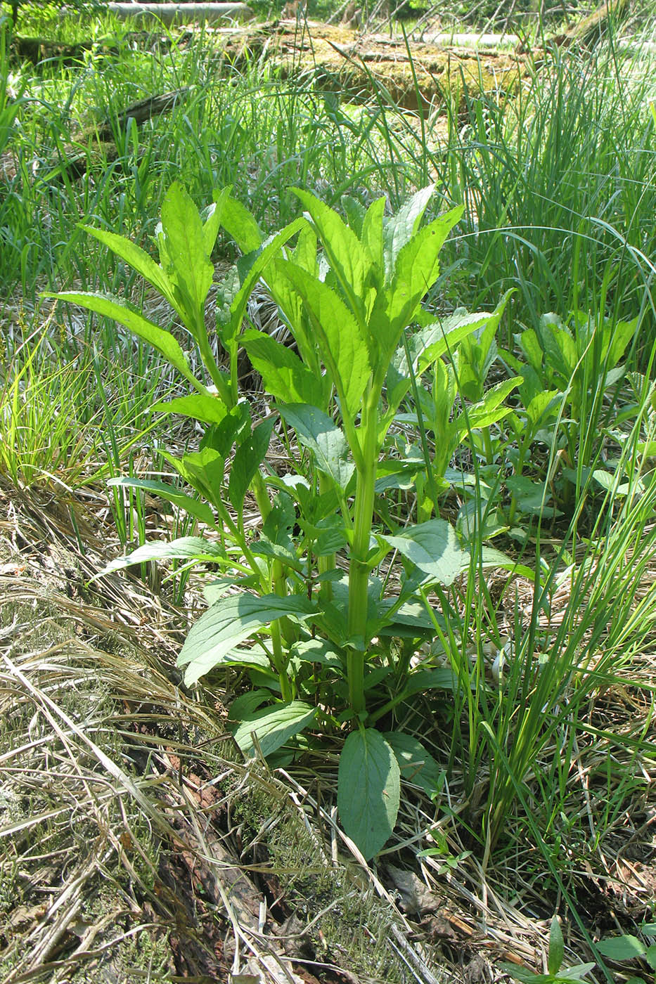 Image of Scrophularia umbrosa specimen.