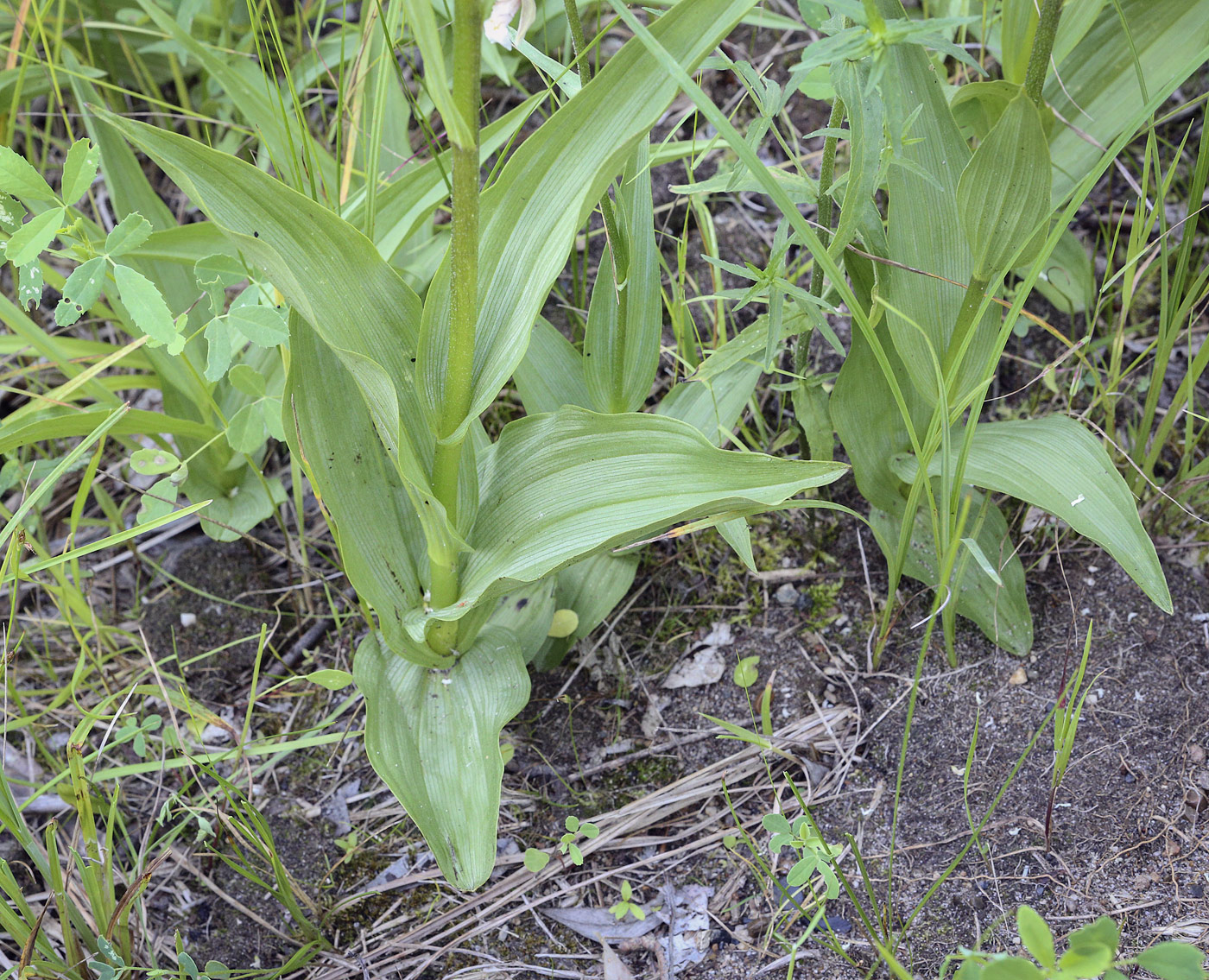 Image of Epipactis palustris specimen.