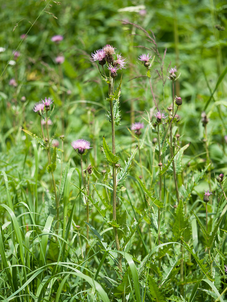 Изображение особи род Cirsium.