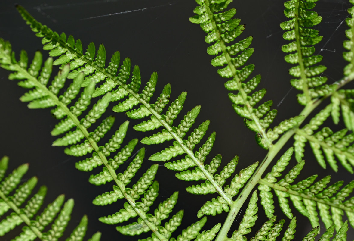 Image of Athyrium filix-femina specimen.