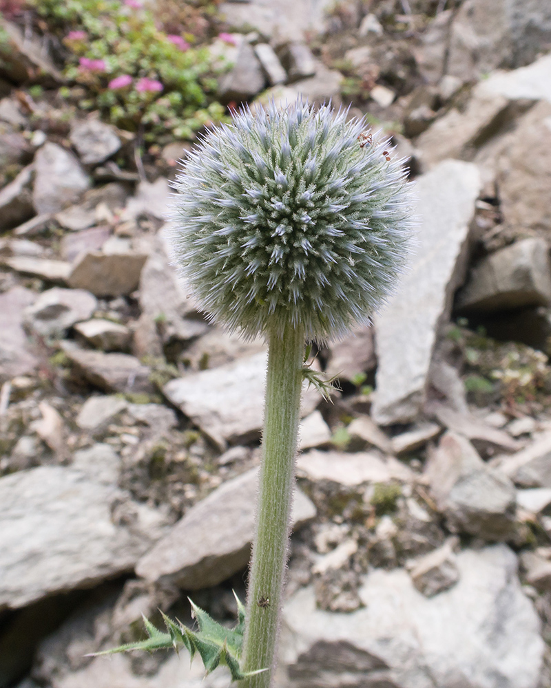 Изображение особи Echinops sphaerocephalus.