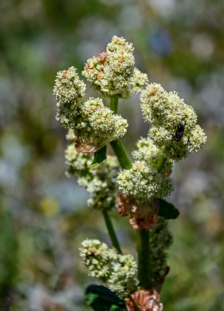 Image of Rheum wittrockii specimen.