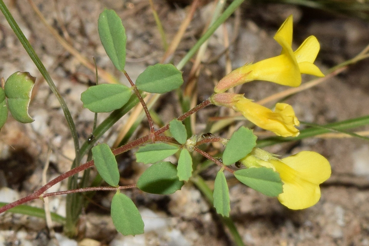 Image of Trigonella grandiflora specimen.