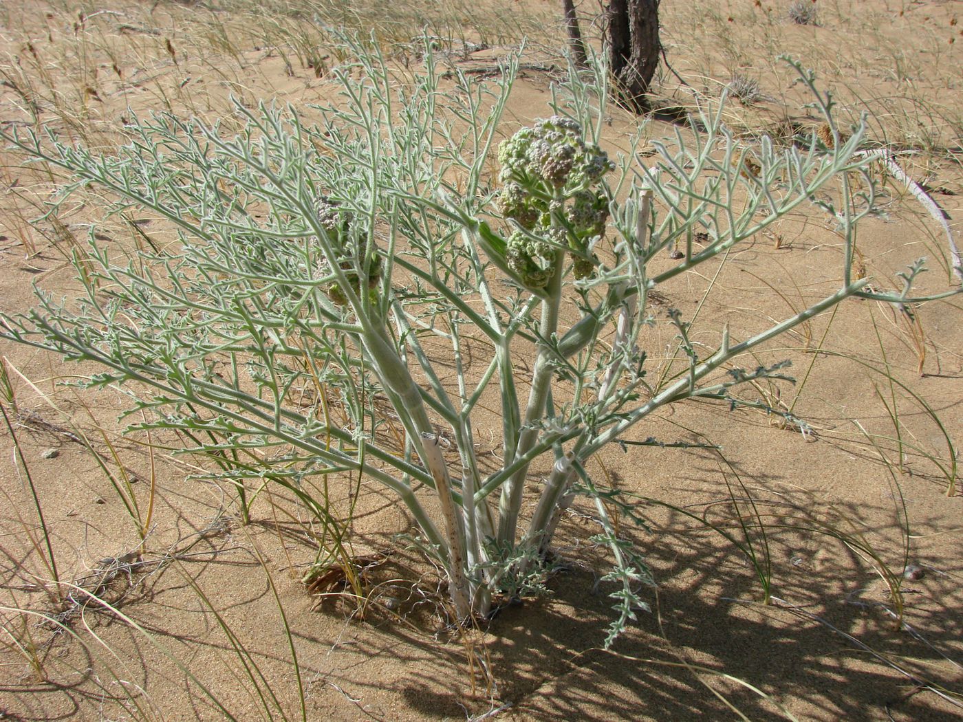 Изображение особи Ferula litwinowiana.