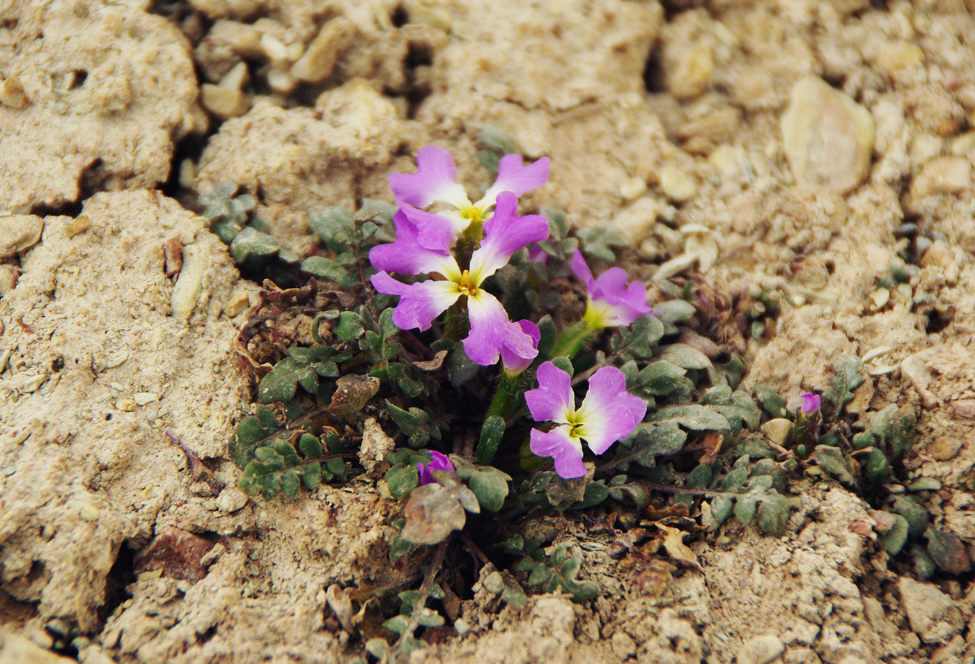 Image of Chorispora bungeana specimen.