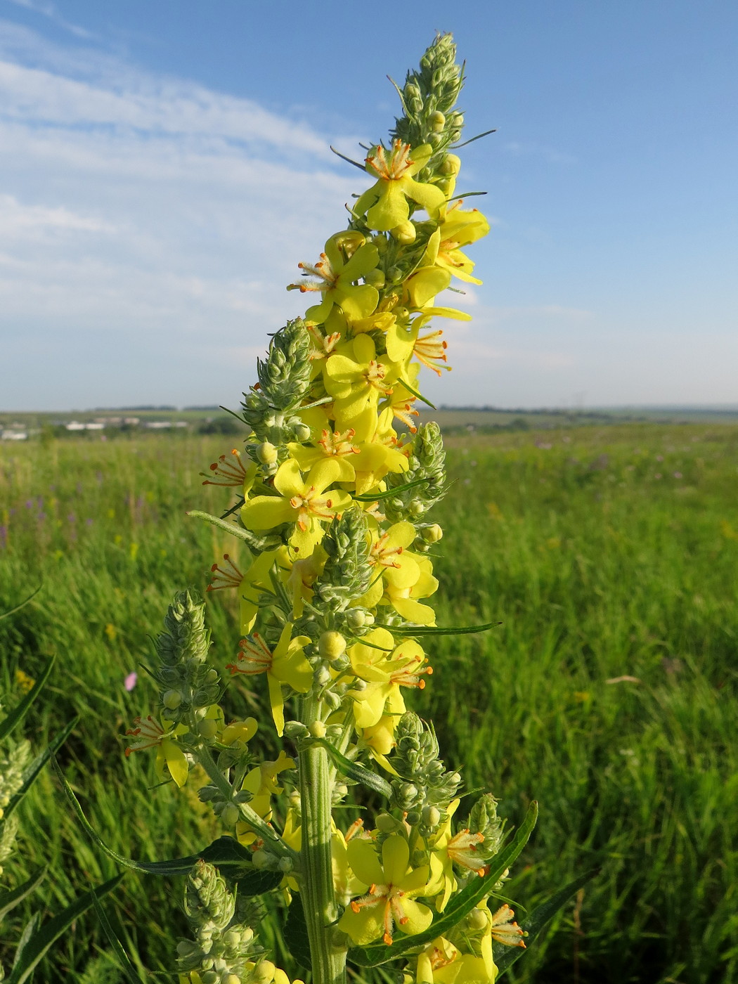 Image of Verbascum lychnitis specimen.